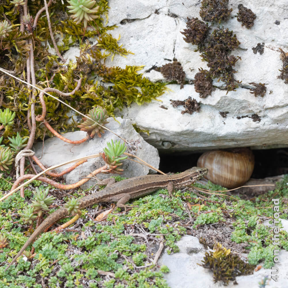 Eine Eidechse sucht ein Versteck unter einem Stein im Botanischen Garten Lausanne, wo schon eine Weinbergschnecke sitzt. - Sehenswürdigkeiten Lausanne