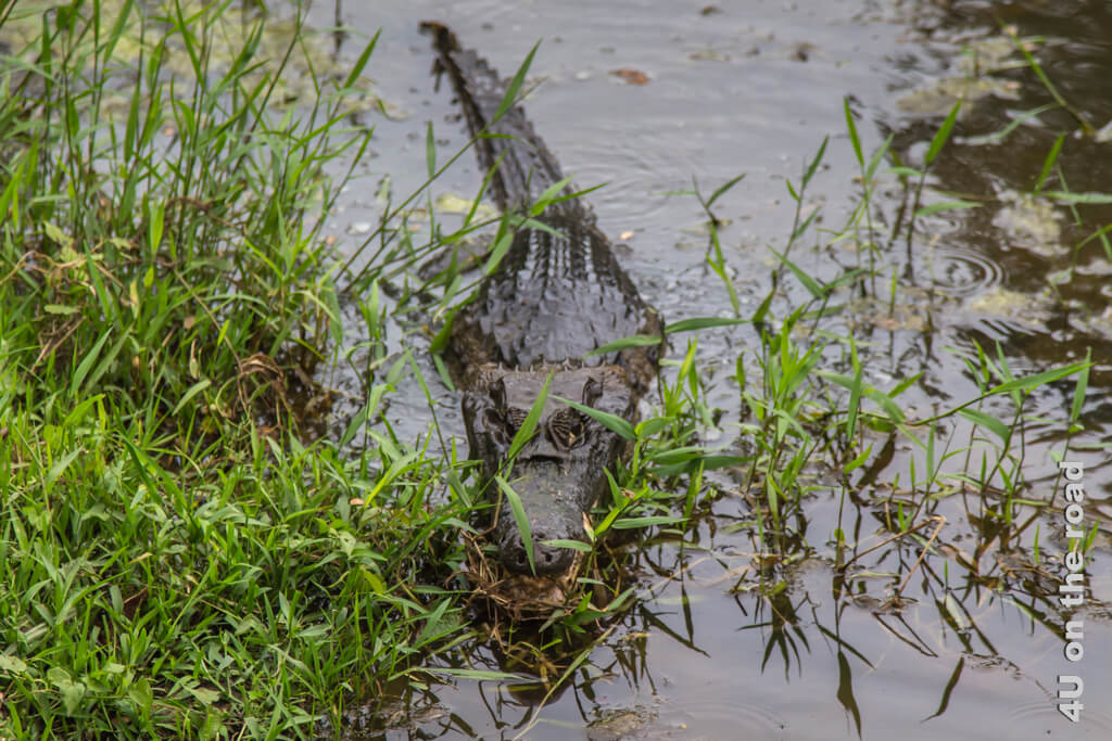 Die Brillenkaiman liegt im flachen Wasser des Uferbereichs, getarnt im Gras und hält Ausschau nach Beute. Wir sehen diese Mini Krokodile noch öfter bei unserer Rundreise mit dem Mietwagen durch Costa Rica.