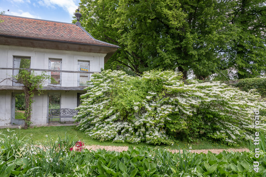 Im Secret Garden des Chateau de Vullierens blüht ein grosser Strauch weiss, ein Haus mit Spiegeln gibt weitere lustige Garteneinblicke. Ein Bach läuft durch den Garten. Diese Parkanlage am Genfersee ist einfach ein Traum im Frühling.