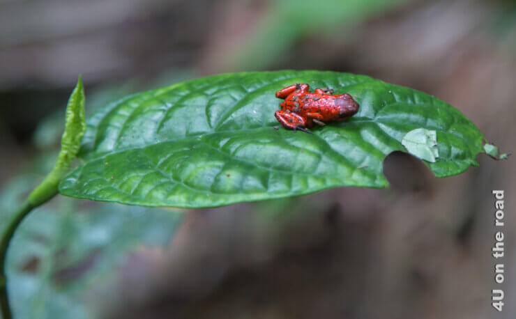 Ein grünes Blatt mit einem roten Frosch weist den Weg ins Abenteuer im Dschungelparadies Selva Bananita