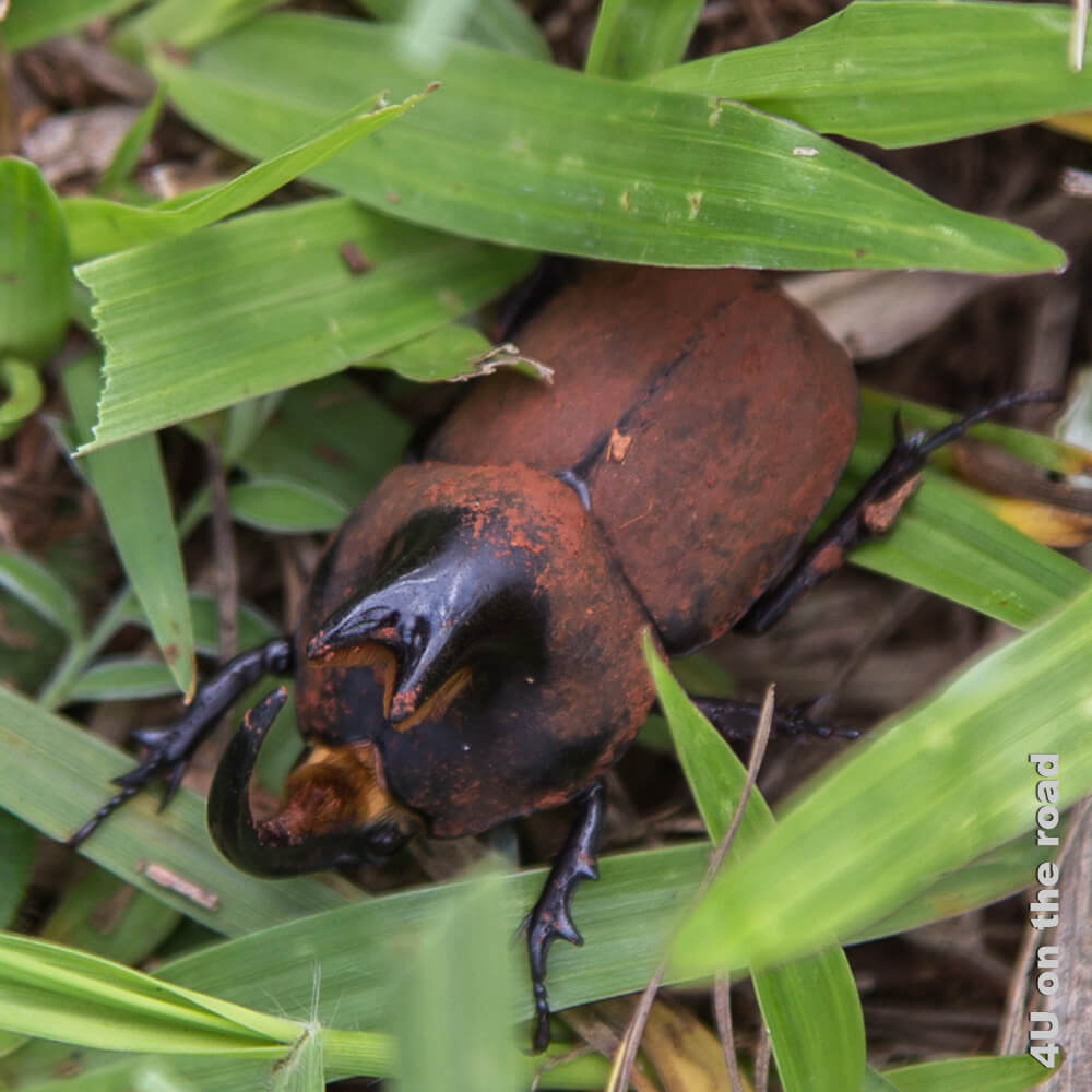 Das Horn dieses Käfers wurde früher für Kettenverschlüsse genutzt. Den Käfer finden wir auf dem grossen Platz der Jesuiten-Mission Santa Ana.
