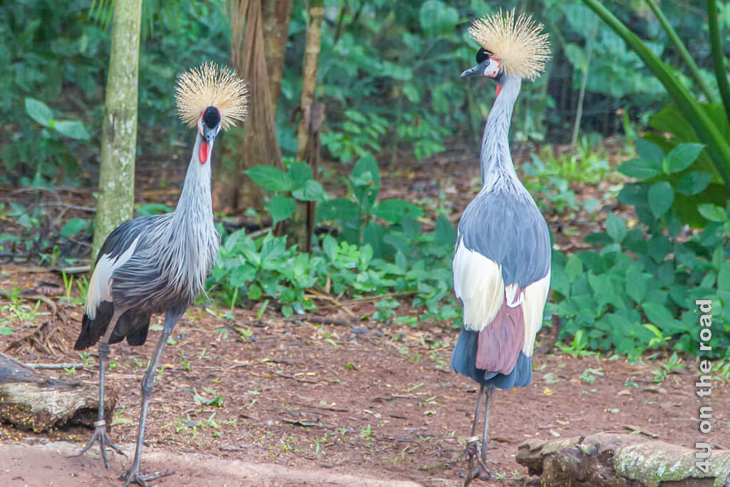 Ein Kronenkranich Paar im Vogelpark mit seinen auffälligen Kronen.