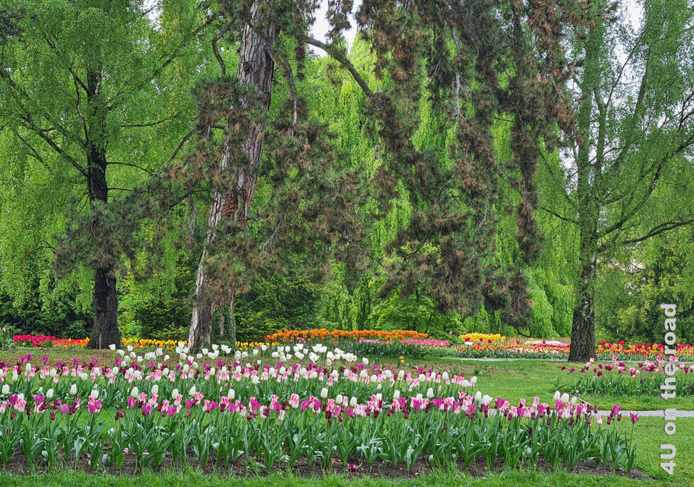 Alte Bäume, in deren Schatten die Tulpen zum Tulpenfest in Morges blühen, zieren den Park der Unabhängigkeit.