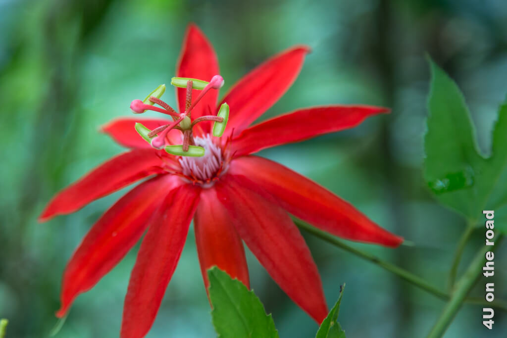 Eine Blüte der Passionsblume in strahlendem Rot 
