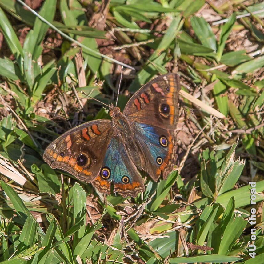 Auf dem Grasboden sitzt ein grosser Schmetterling in Braun, Orange und Blau - Salto Encantado