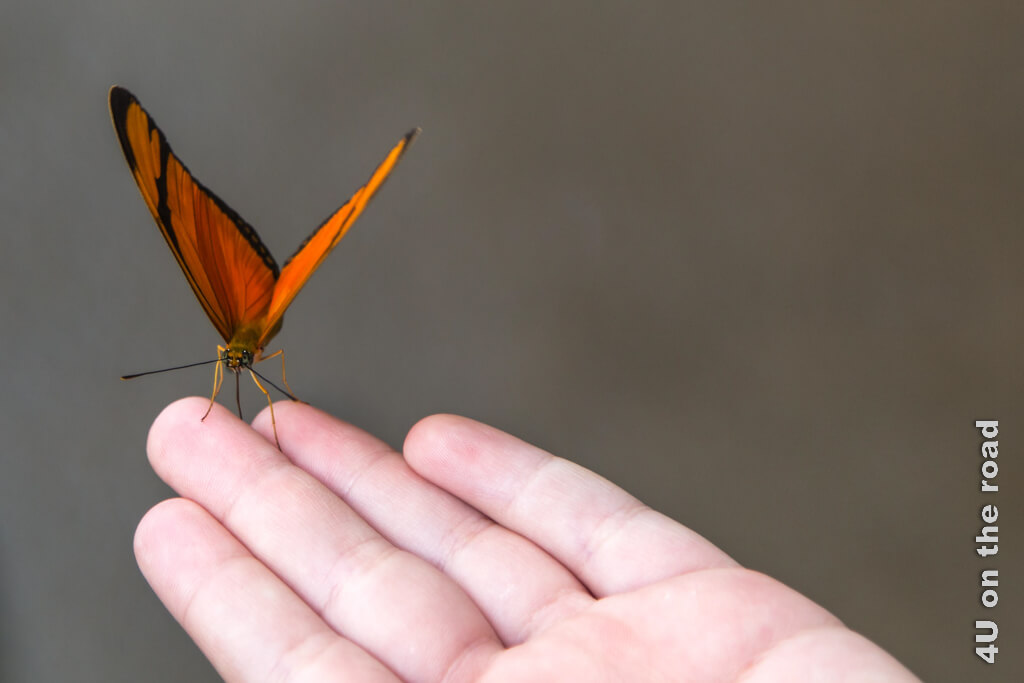 Schmetterlinge fliegen die Besucher auf der Suche nach Salz an. Dieser Schmetterling bleibt ganz vertrauensvoll auf der Kinderhand sitzen.