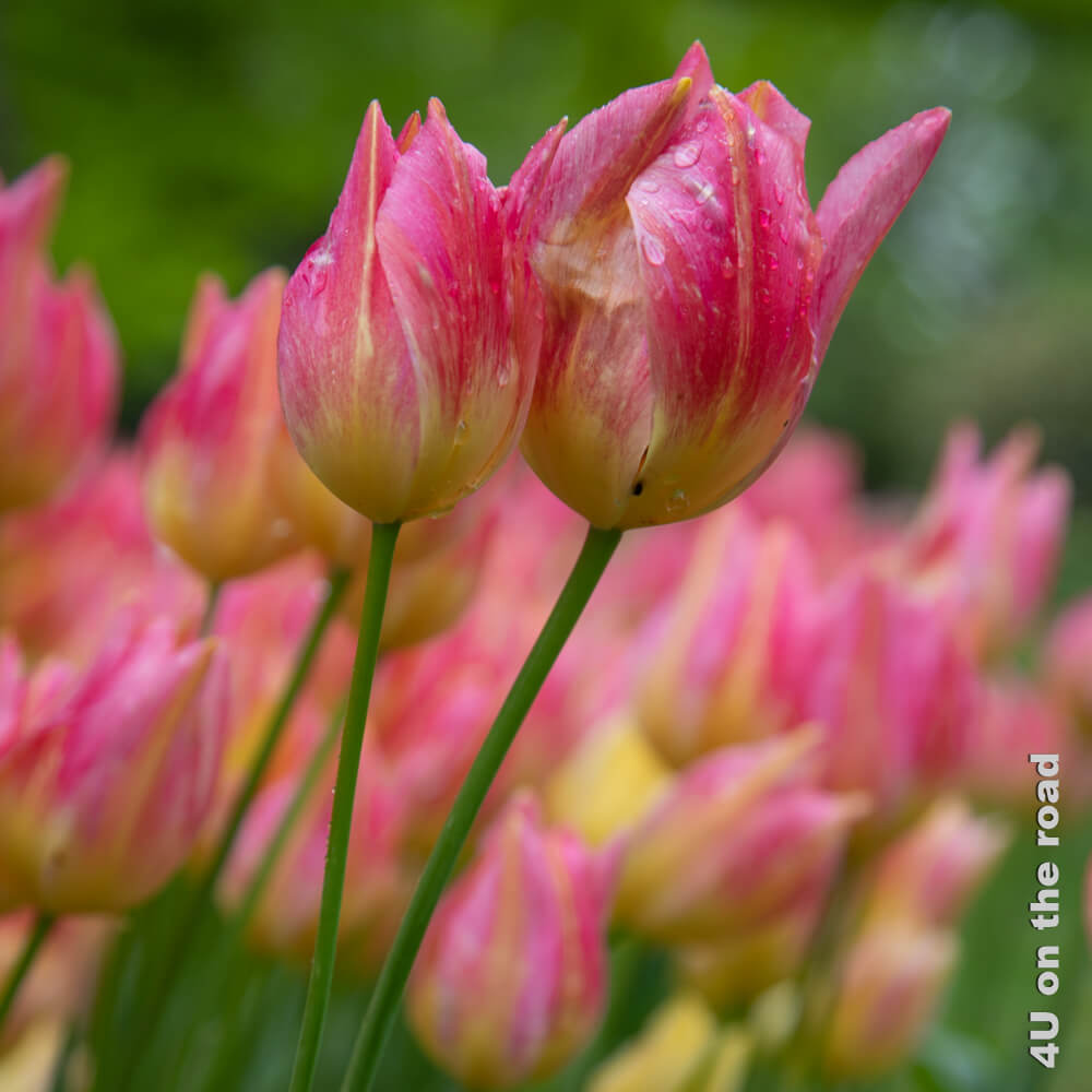 Rosa und gelb versuchen diese beiden Tulpen dem Regen zu trotzen, indem sie sich gegenseitig aufrecht halten - Tulpenfest Morges