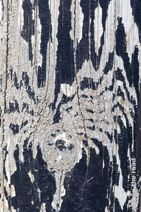 Spinne beim Abseilen - Fotoausstellung Schönheit in der Vergänglichkeit - Holz mit Farbe