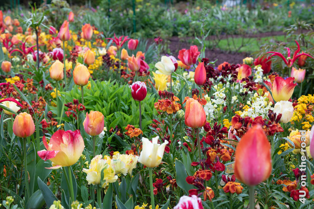 In diesem Blumenbeet in Monet's Garten in Giverny blühen bei unserem Besuch Tulpen, Lilien und Lack in Gelb- und Orange-Tönen
