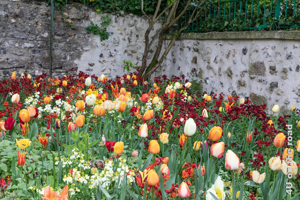 Gefüllte gelbe und orange Tulpen, die durch einfache dunkelrote Tulpen im Hintergrund abgelöst werden, blühen in einer Mauerecke bei unserem Besuch von Monets Garten in Giverny im April.
