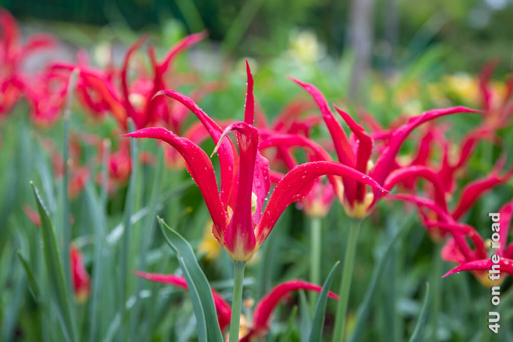 Die spitzen Blütenblätter der lilienblütigen Tulpen mit ihrem kräftigem Pink stehen im Kontrast zu ihren dunkelgrünen Blättern. Besuch in Monets Garten im Frühling.