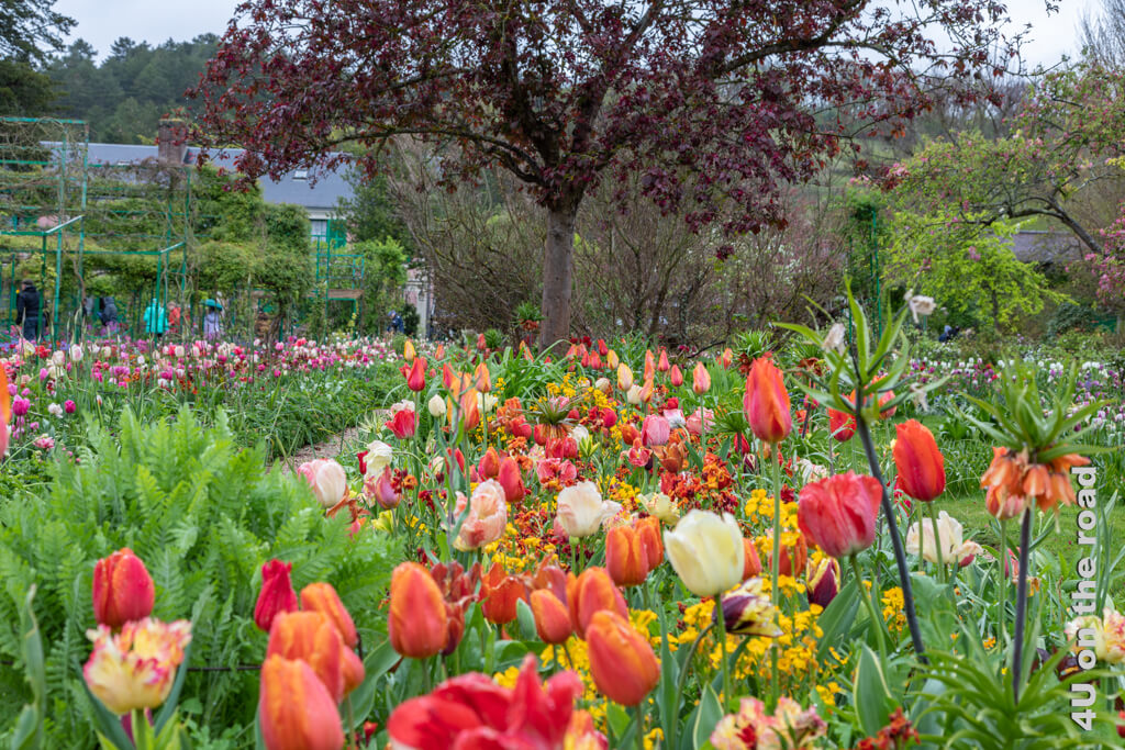 Tulpen, Lilien und Lack in Gelb- und Orangetönen stehen vor einem Baum mit dunkelrotem Laub bei unserem Besuch in Monet's Garten im Frühling.