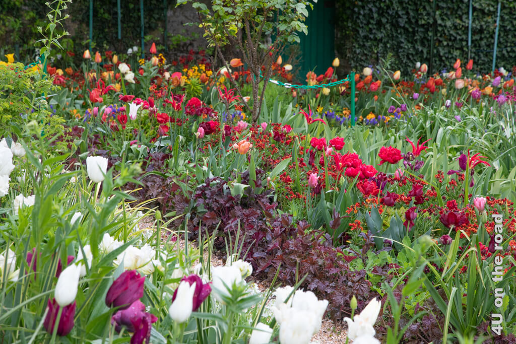 Farbig wechselnde Tulpenbeete: Weisse und lila Tulpen mit Fratilarias, Purpurglöckchen mit rotem Laub und Tulpen und Lack in roten Farbtönen, ein buntes Tulpenbeet sind in diesem Bildausschnitt bei unserem Besuch in Monet's Garten zu sehen.
