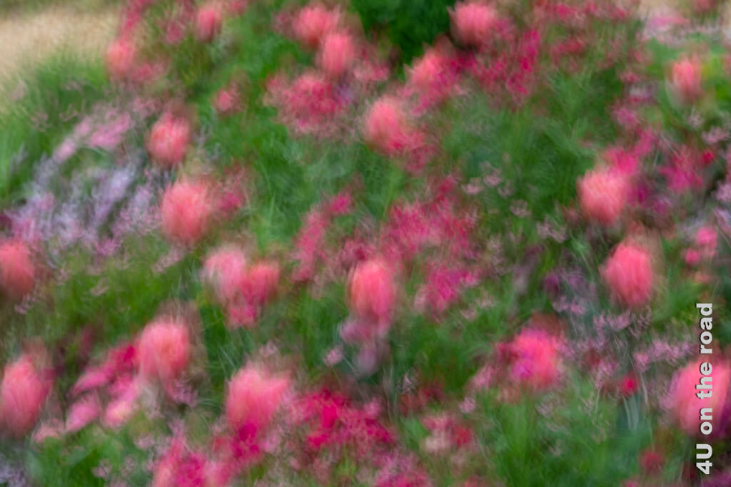 Rosa Tulpen mit fliederfarbenen Rispenblumen impressionistisch mit der Kamera eingefangen.