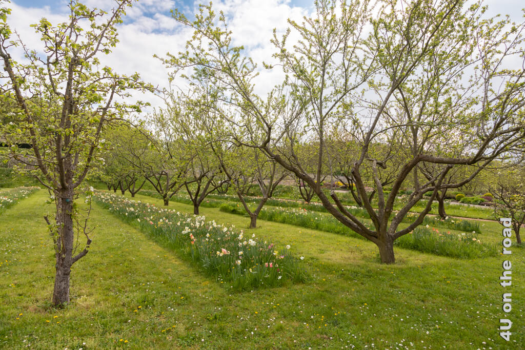 Zwischen den Baumreihen des Obstgartens der Abtei Saint-Georges erstrecken sich Beete mit Tulpen und Narzissen.