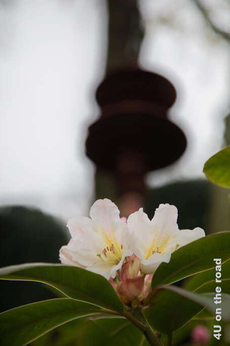 Die Blüte eines Rhododendrons vor dem unscharfen Schatten einer tönernen Schallwelle in den Gärten von Étretat. 