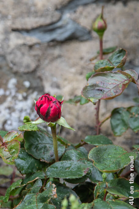 Eine erste rote Rose blüht Ende April in Dior's Garten in der Normandie in Granville