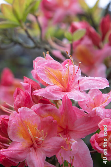 Die Blüten dieser Azalee mit Regentropfen leuchten in einem hellen Pink mit orange. Dior's Garten Granville