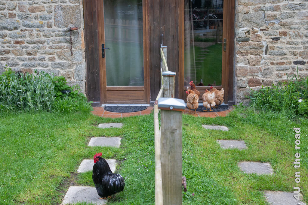 Als wir vom Bäcker kommen, stehen 4 Hühner vor der Nachbartür und der Hahn hat sie von unserer Tür im Blick.