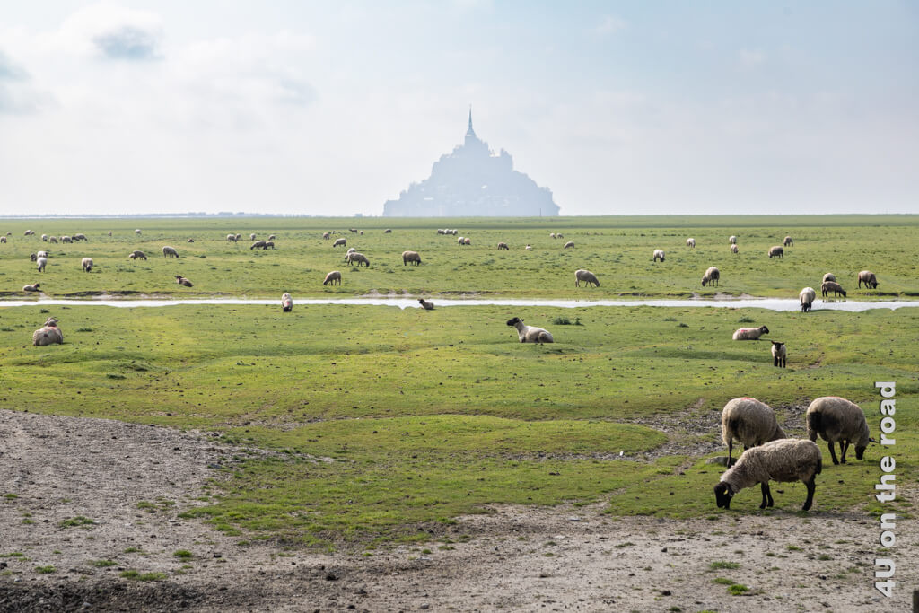Schafe grasen auf den Salzwiesen in der Bucht vom Mont-Saint-Michel, der sich im Hintergrund im Dunst erhebt. 