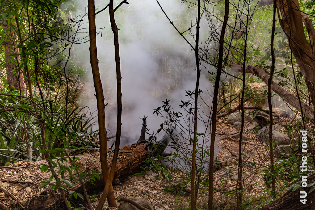 An vielen Orten im Rincon de la Vieja Nationalpark, Costa Rica, dampft, zischt und blubbert es, wie hier, wo aus dem Loch eines umgestürzten Baumes der Dampf aufsteigt.
