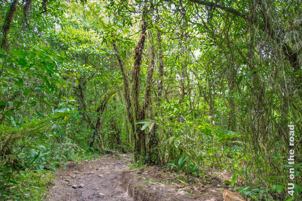 Der Weg zum Wasserfall des Rio Celeste ist schmal und matschig und führt mitten durch den Dschungel