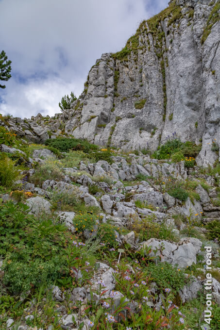 Bergauf ist die Perspektive im Alpengarten La Rambertia sehr viel angenehmer. Rochers de Naye - Ausflugsziel mit Aussicht auf den Genfersee.