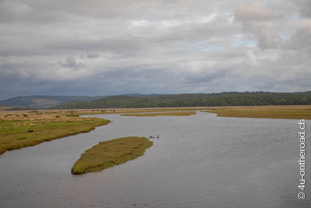 Die Wasserlandschaft am Crinan Kanal mit einzelnen Binseninseln. Hier leben zahlreiche Wasservögel.