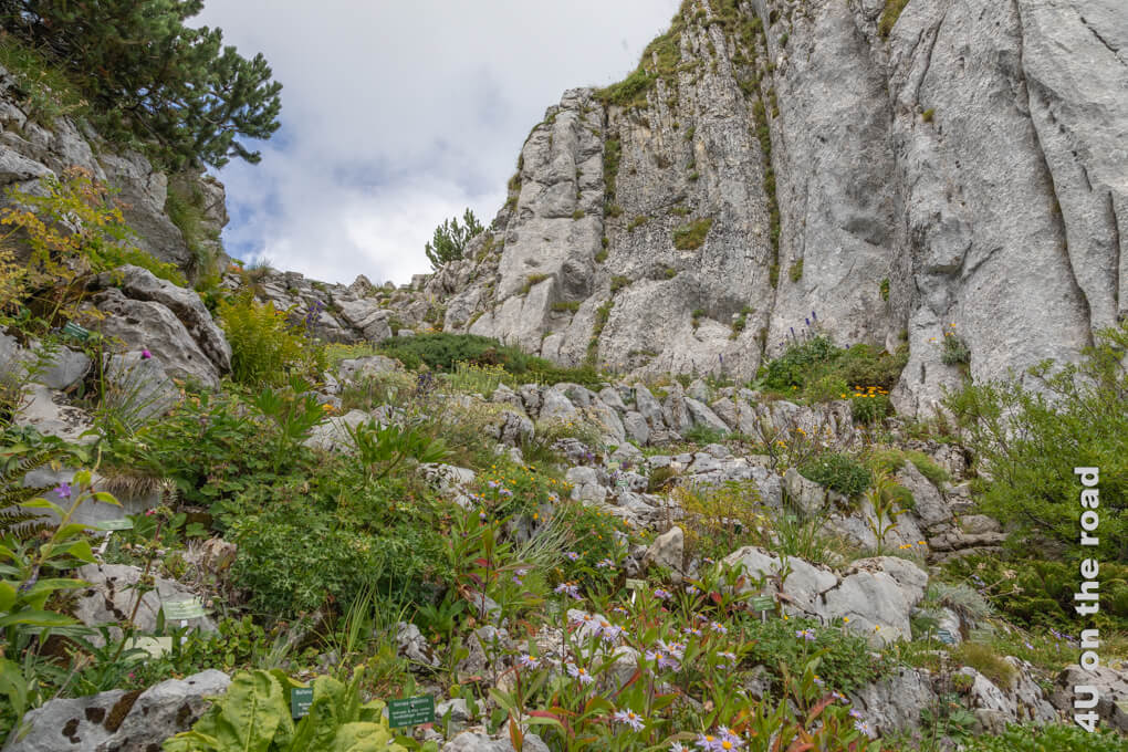 Blick nach oben im steilen Alpengarten am Rochers de Naye. Zahlreiche Blumen wachsen hier zwischen den Felsen.