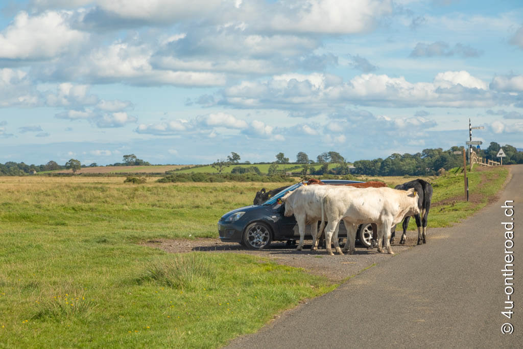 Kühe entdecken ein Auto in den Wiesen der Solway Coast