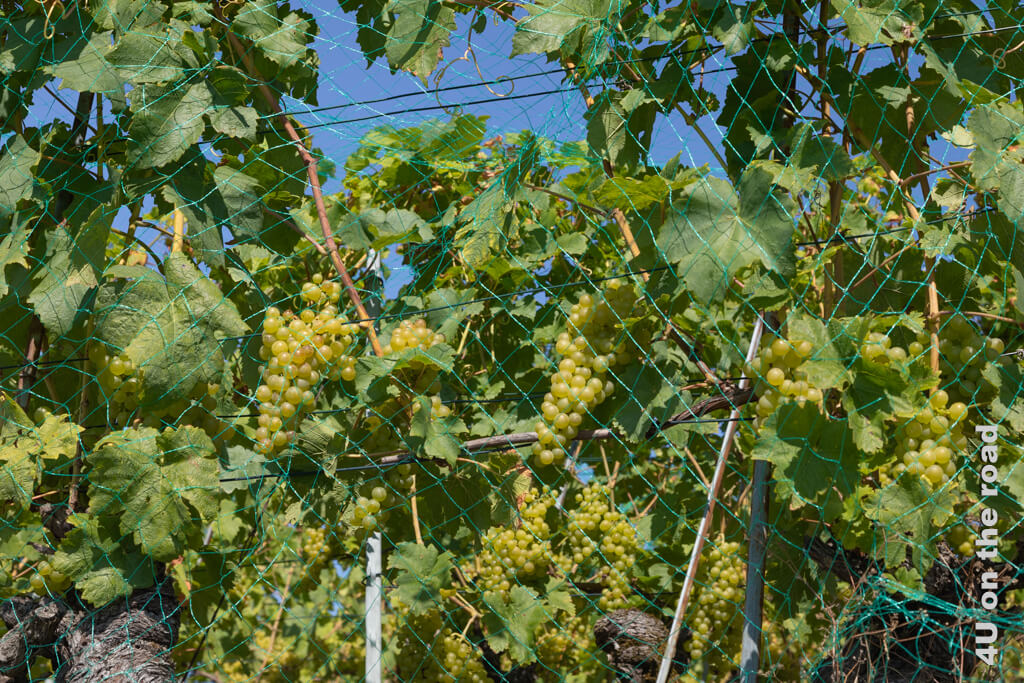 Hinter Netzen wachsen gut geschützt weisse Weintrauben in den Weinhängen des Lavaux - Ausflugsziele Genfersee