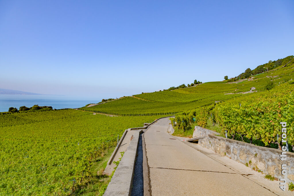Hier führt ein breiter Weg durch die Weinterrassen des Lavaux. Hinter dem Wein verschmilzt der Genfersee mit dem Himmel. Ausflüge Genferseeregion