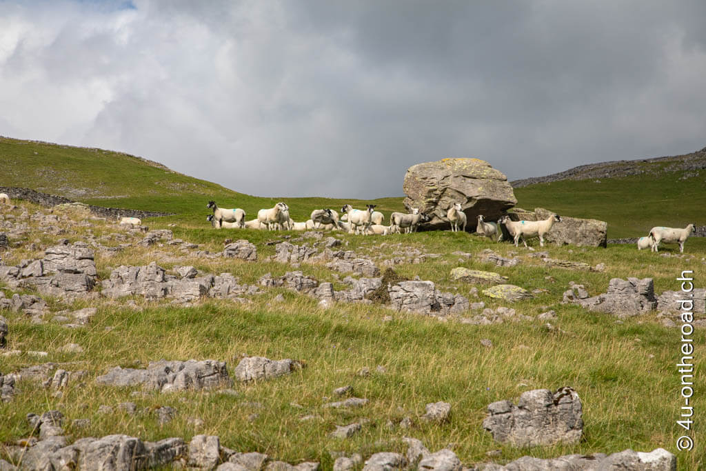 Schafe sammeln sich vor einem der Steinbrocken unterhalb des Passes