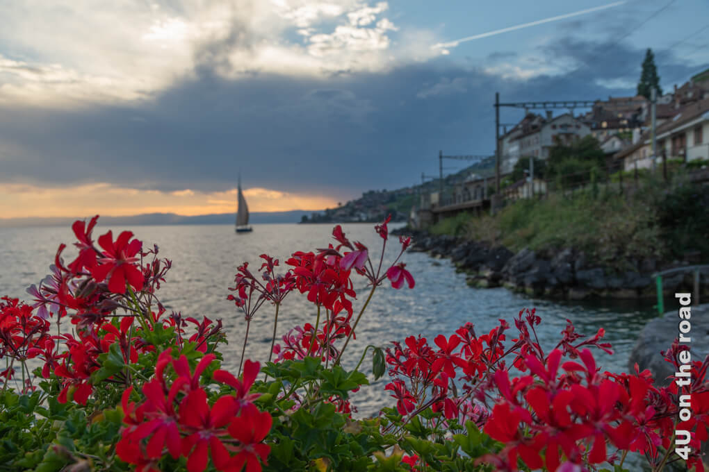 Rote Geranien und ein Segelschiff, welches in den Sonnenuntergang segelt, lassen die Bahnlinie direkt am Seeufer fast vergessen. Ausflugsziele Genfersee