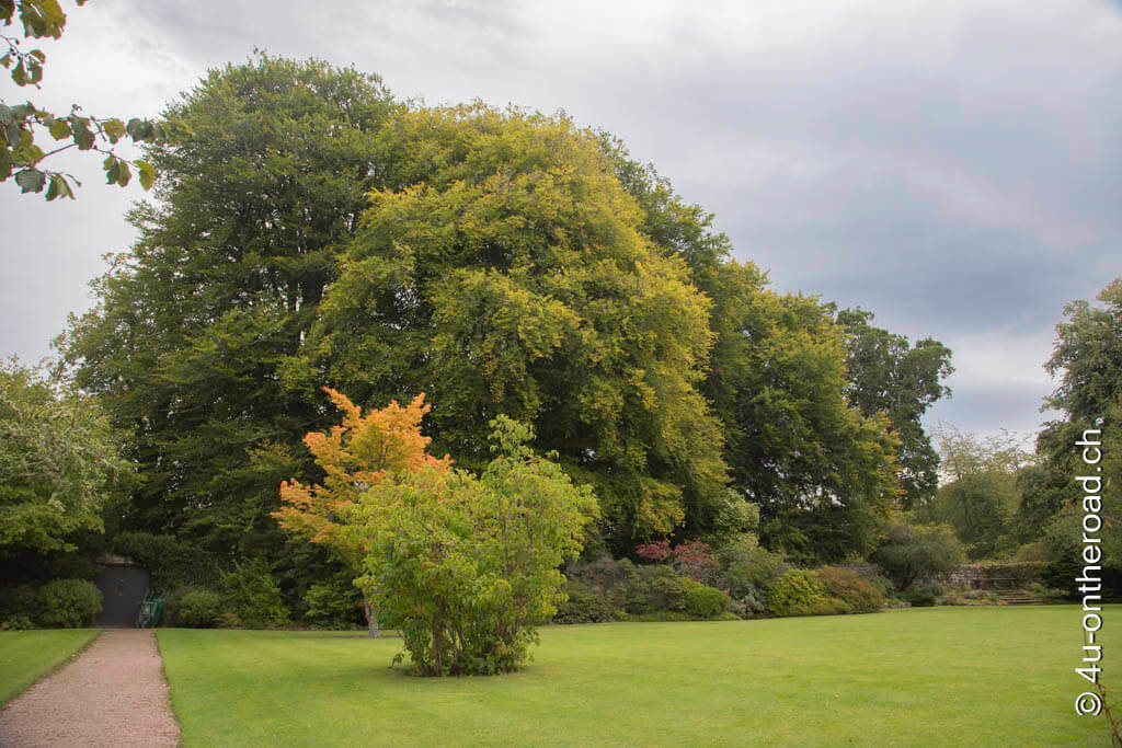 Alte Bäume mit einem orangefarbenen Ahorn vor einer Wiese im Cawdor Garten - mit dem Wohnmobil durch Schottland