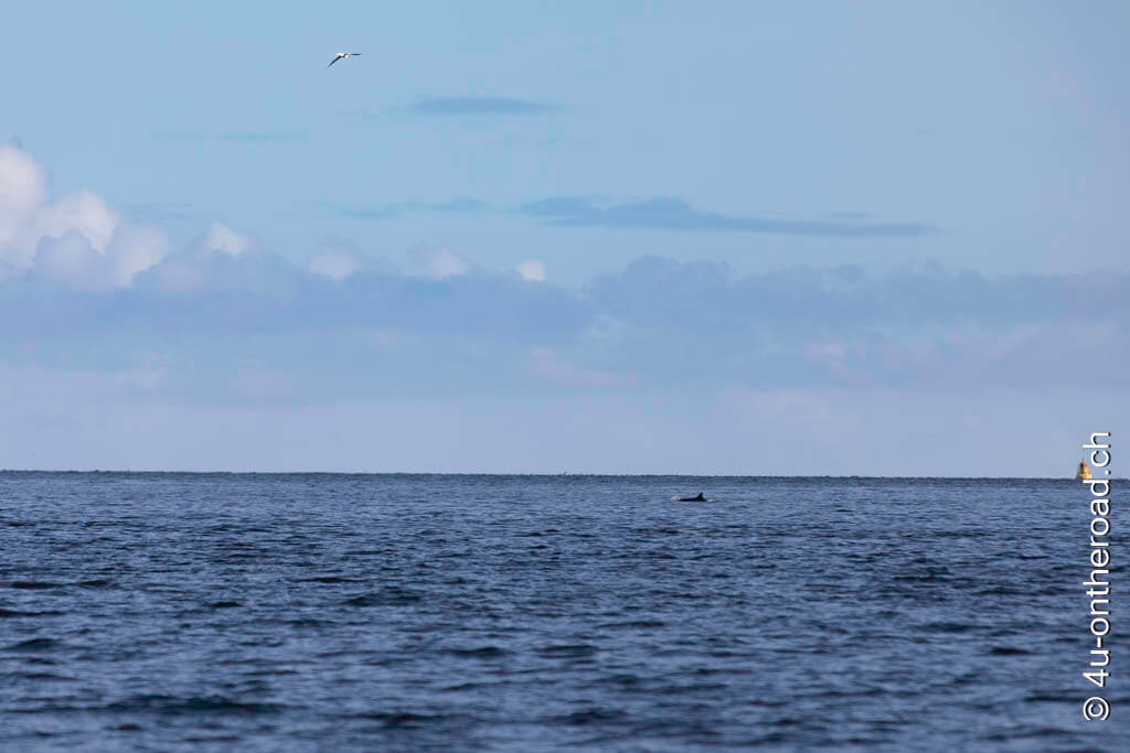 Ein Delfin zeigt sich weit entfernt. Roadtrip durch Schottland mit dem eigenen Wohnmobil