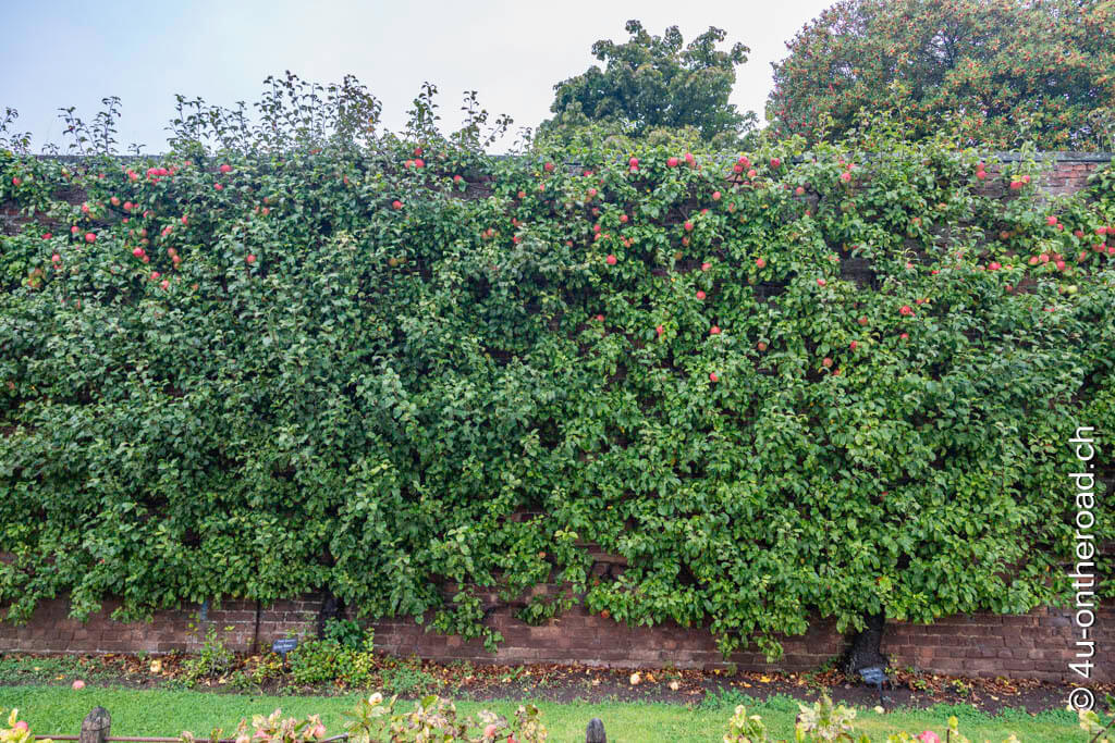 Apfelbäume wachsen entlang der hohen Mauer und tragen reichlich Früchte im Gordon Castle Garden.