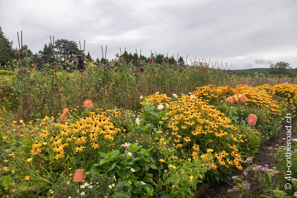 Eine gelb-orange blühende Blumenrabatte. Dahinter wachsen Wicken im Gordon Castle Garden. - Mit dem Wohnmobil durch Schottland
