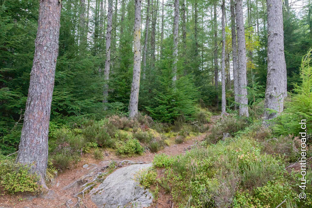 Der Rückweg von den Rogie Falls führt durch einen schönen Nadelwald.
