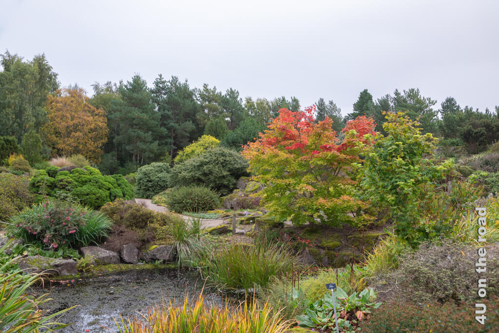Herbststimmung im Felsgarten des Royal Botanic Garden Edinburgh