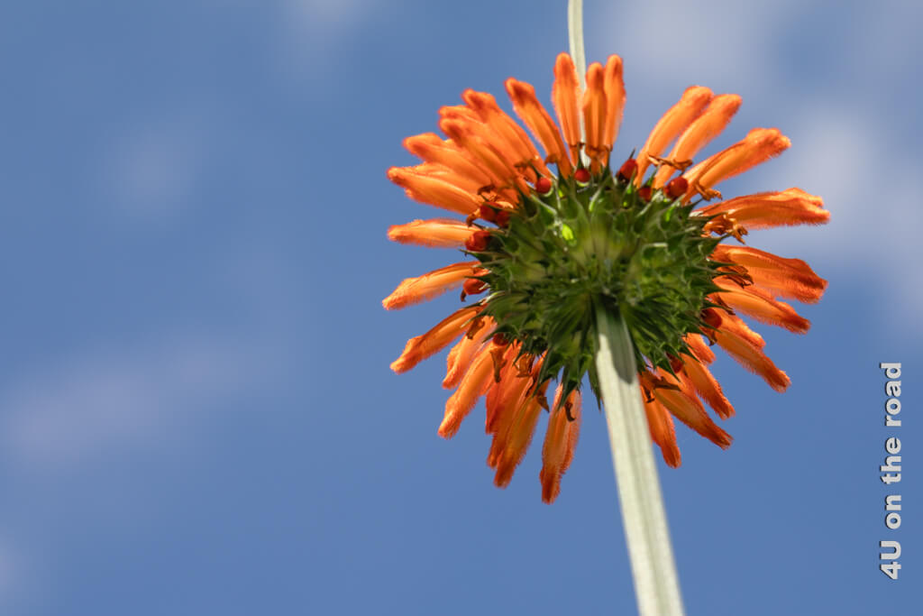 Eine orange Blüte von unten gegen den blauen Himmel fotografiert - Eine orange Blüte von unten gegen den blauen Himmel fotografiert - Herbstfotos Ideen - Perspektivwechsel