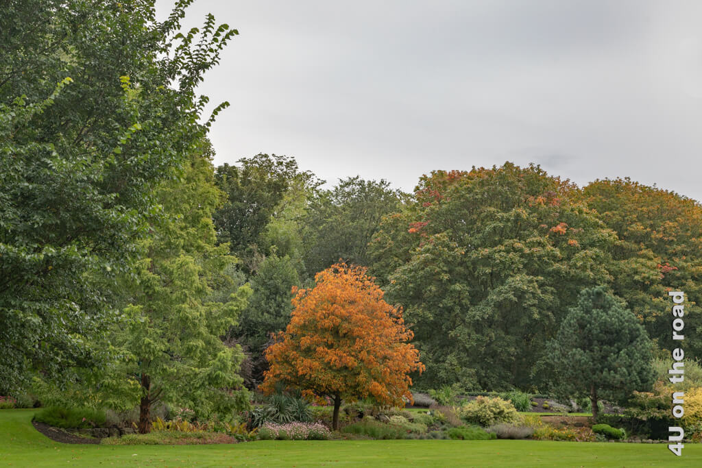 Der Park rund um den Palace of Holyroodhouse ist durch Grasflächen und Bauminseln gekennzeichnet. Hier bringt ein orangefarbener Ahorn etwas Farbe in den tristen Tag