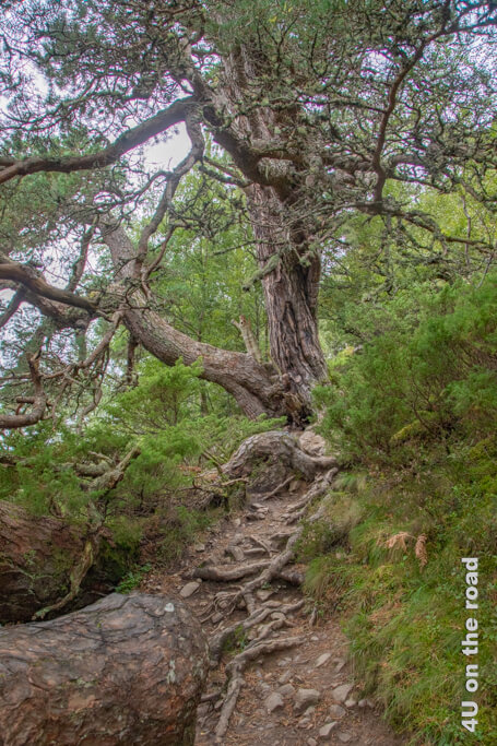 Eine alte Kiefer steht zerzaust mit mächtigen Wurzeln mitten im Weg - Cairngorms National Park