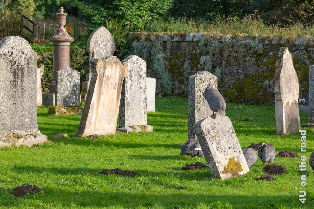 Der Weg in die Cairngorms führt uns zur Kirche von Inveravon. Der alte Friedhof mit den windschiefen Grabsteinen ist fest in der Hand von Perlhühnern und Maulwürfen.