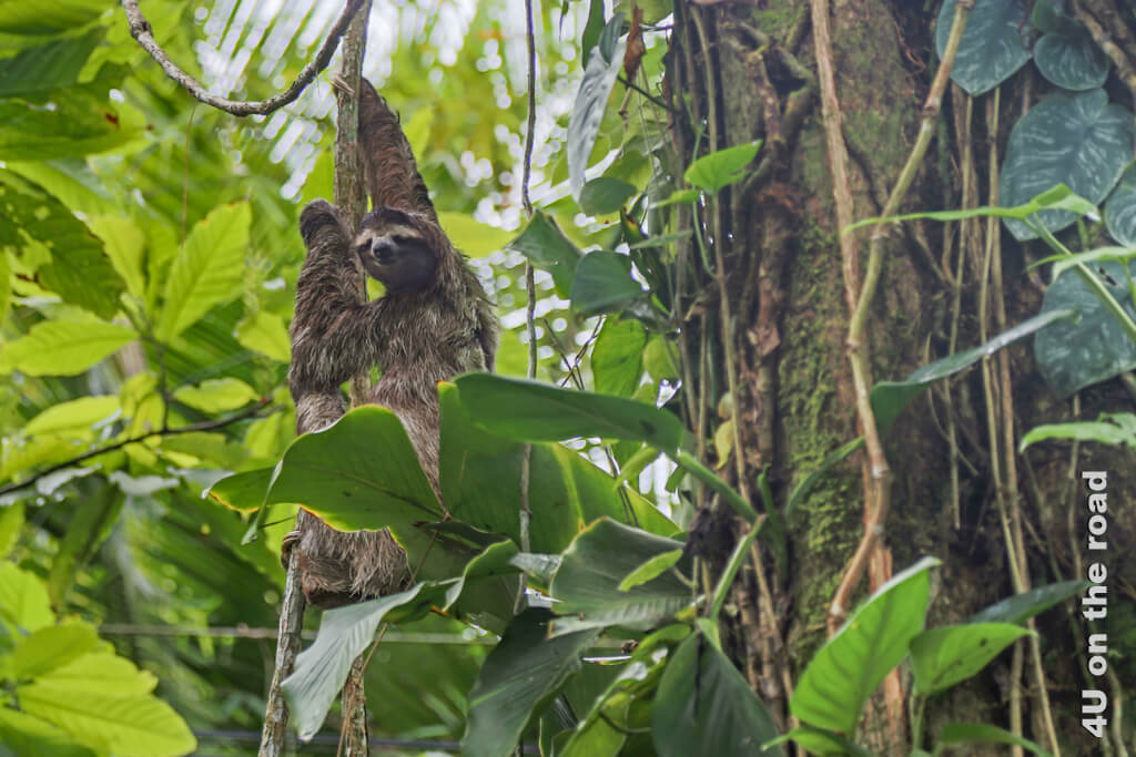 Dieses Faultier wohnt auch in der Namuwoki Lodge an der Karibikküste von Costa Rica.