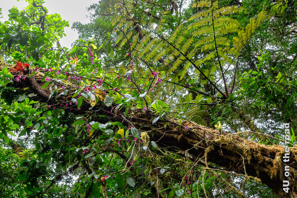 Ein Baumstamm im Naturschutzgebiet Reserva Bosque Nuboso Santa Elena über und über mit Aufsitzerpflanzen bewachsen.