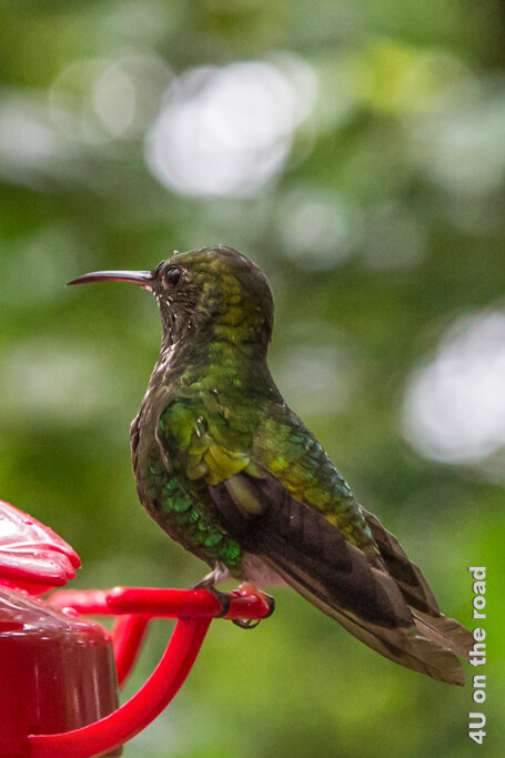 Grüner Kolibri an der Futterstelle im Reserva Bosque Nuboso Santa Elena, Costa Rica