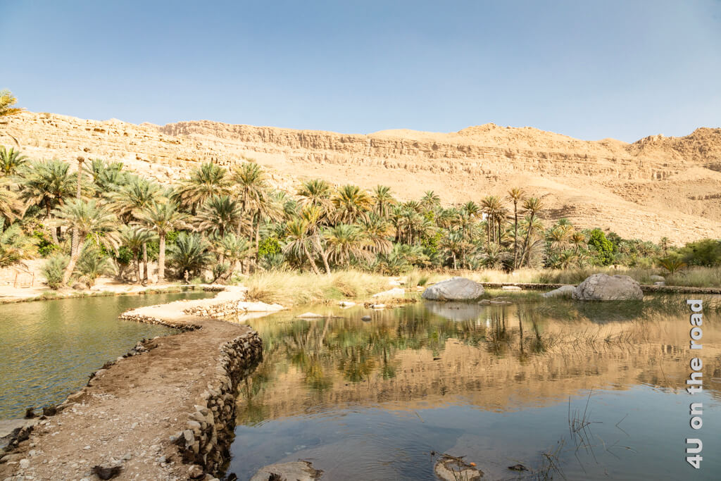 Hier beim Damm unterhalb des grossen Pools des Wadi Bani Khalid halten sich viele rote Libellen auf.