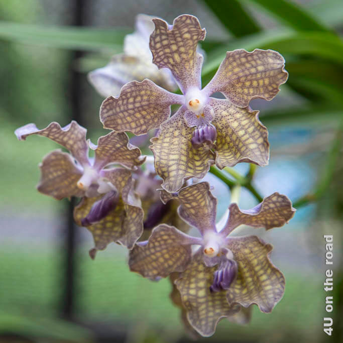 Die Orchidee, die nach Schokolade riecht, ist farblich dezent braun-gelb kariert, mit einer lila Lippe. Kandy Botanischer Garten