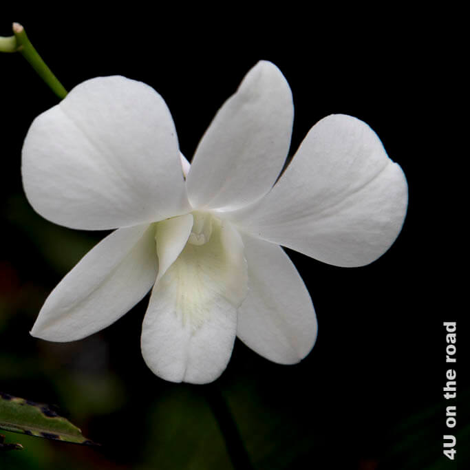Blüte einer elegant weissen Orchidee im Peradeniya Garden